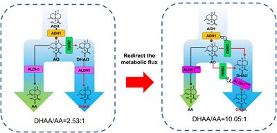 Metabolic Engineering of Saccharomyces cerevisiae for Enhanced Dihydroartemisinic Acid Production